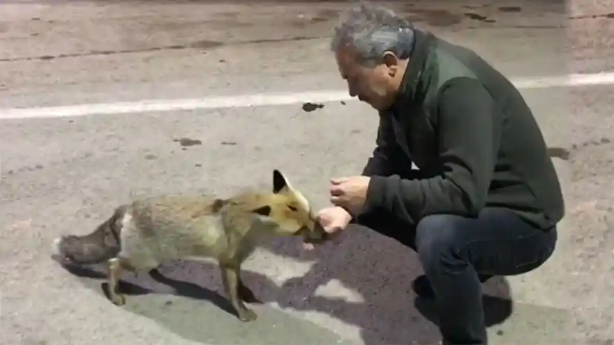 Aç Kalan Tilkiyi Elleriyle Besledi

