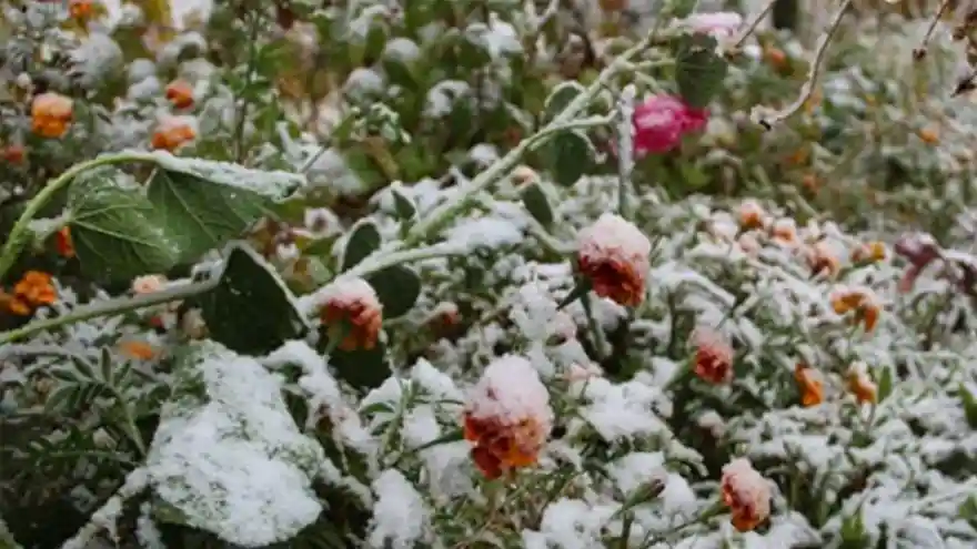 Meteoroloji'den 'zirai don' uyarısı
