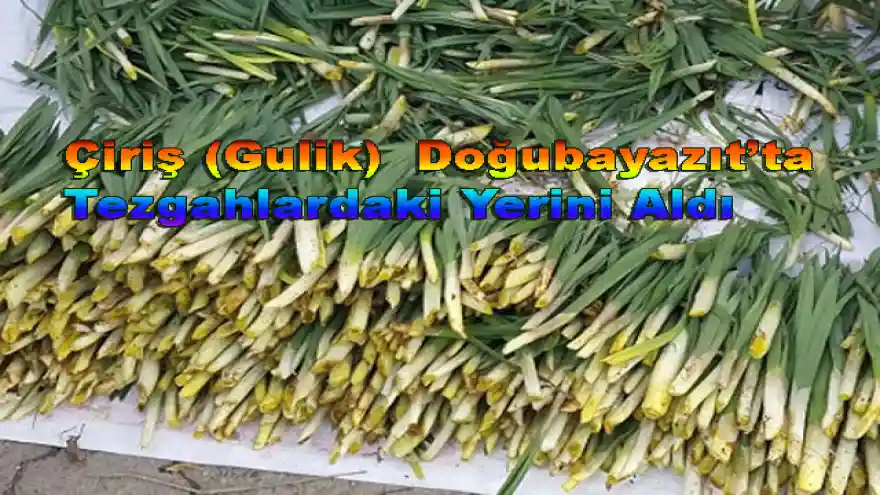 Çiriş (Gulik)  Doğubayazıt'ta Tezgahlardaki Yerini Aldı