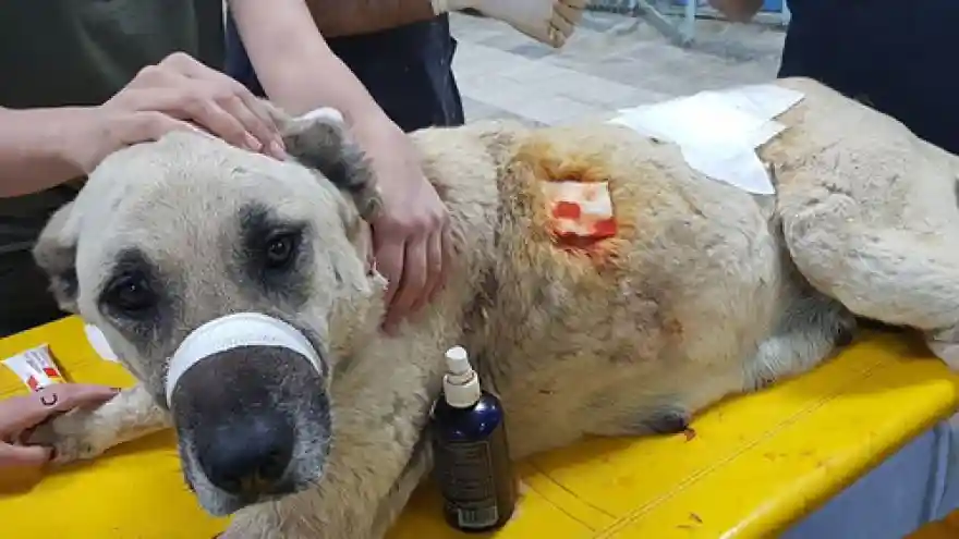 Anne köpeği tüfekle vurdular