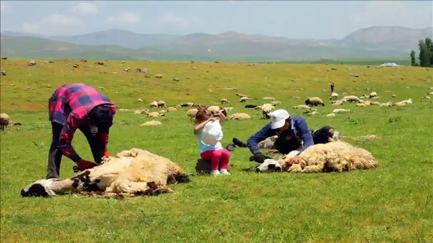 KOYUN KIRKMA DÖNEMİ BAŞLADI