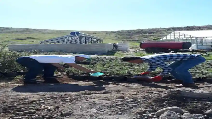 Peyjaz Alanındaki Bitkilere Solucan Gübresi İle Sölom Sıvısı Verildi