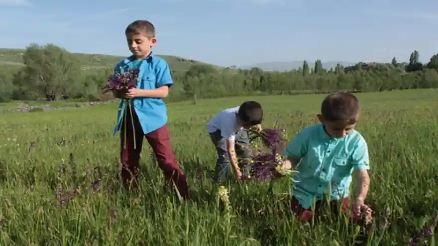 Yaylalarda Renk cümbüşü yaşanıyor