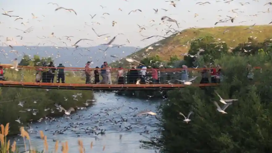 "Bayram tatilinde 110 bin kişi balık göçünü izledi"