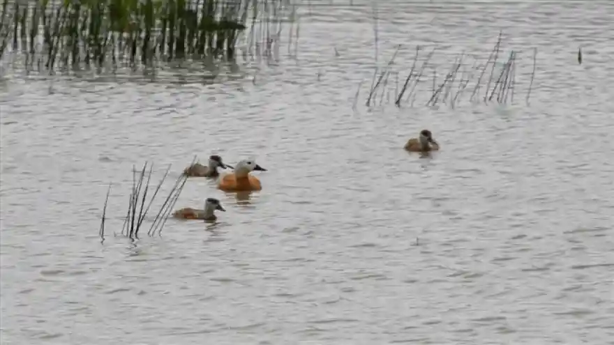 Sarıkamış yaz aylarında yaban hayatıyla büyülüyor