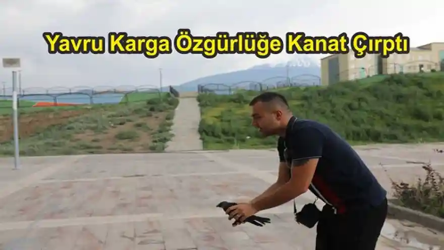 Yavru Karga Özgürlüğe Kanat Çırptı
