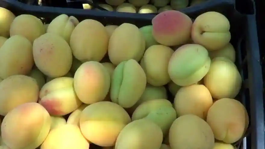 Iğdır kayısısı artık ihraç ediliyor