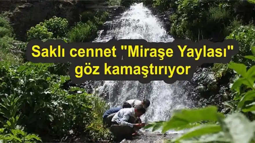 Saklı cennet "Miraşe Yaylası" göz kamaştırıyor