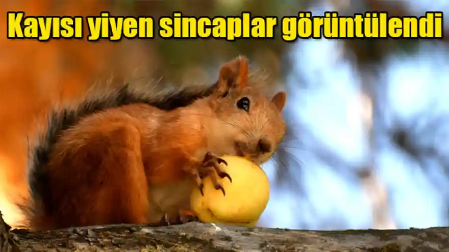 Kayısı yiyen sincaplar görüntülendi
