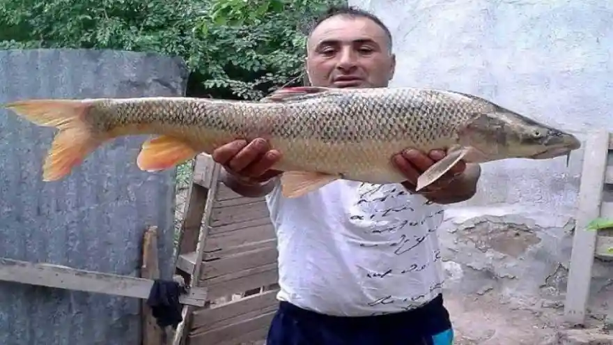 TUAM'da Caner Balığı Yetiştiriciliği İçin Ön Çalışmalara Başlandı

