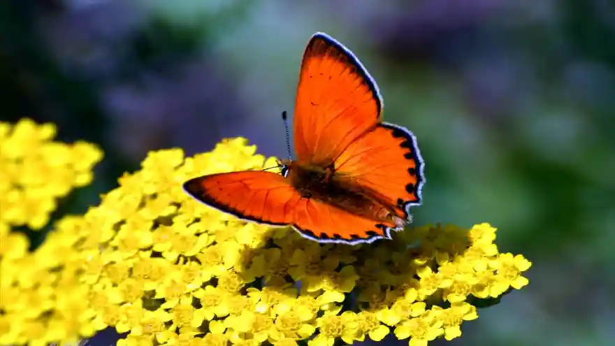 Sarıkamış'a Doğa Görsel Şölen Sunuyor 