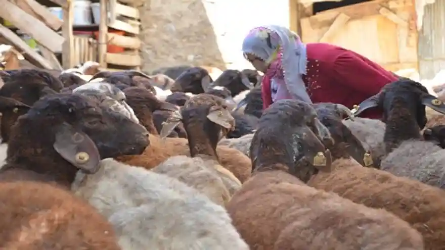 36 Kuzu İle İş Kadını Oldu