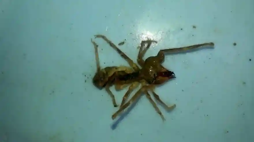 Köyde sarıkız örümceği alarmı