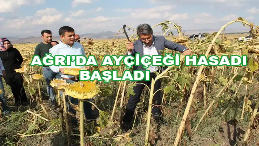  AĞRI'DA AYÇİÇEĞİ HASADI BAŞLADI

AĞRI'DA AYÇİÇEĞİ HASADI BAŞLADI

