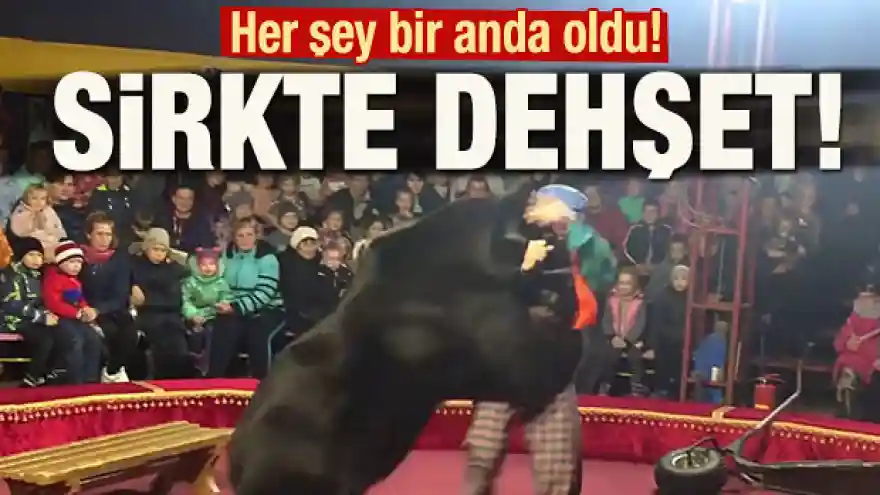 Sirkteki ayı dehşet saçtı!