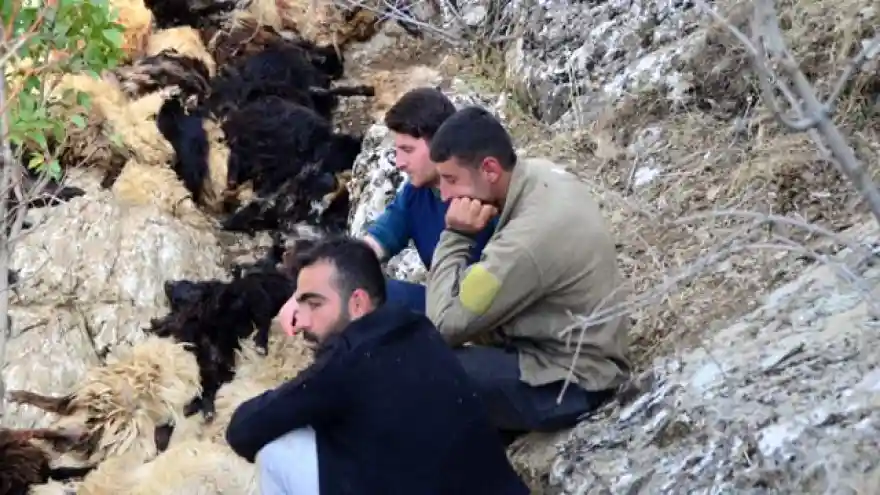 Bitlis'te uçurumdan düşen 315 koyun telef oldu