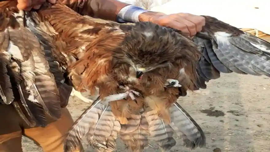 Kaya Kartalı tedavi altına alındı