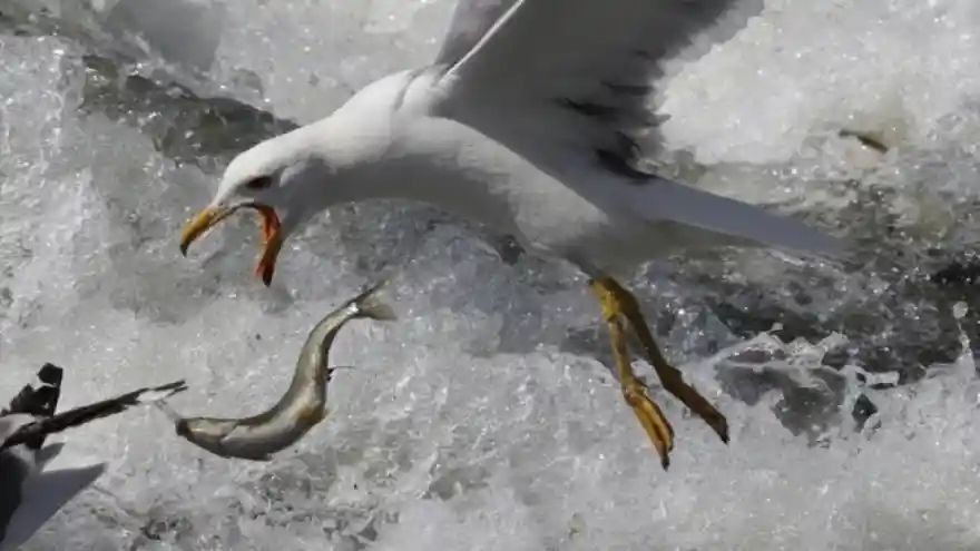 Van balığı hem uzadı, hem de kilo aldı!