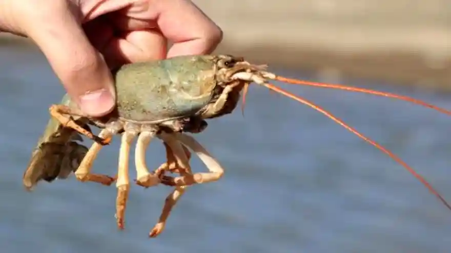 Van Gölü Havza'sında görülen zararlı tatlı su ıstakozlarının dışarıdan birileri tarafından havzaya bırakıldığı iddia edildi.