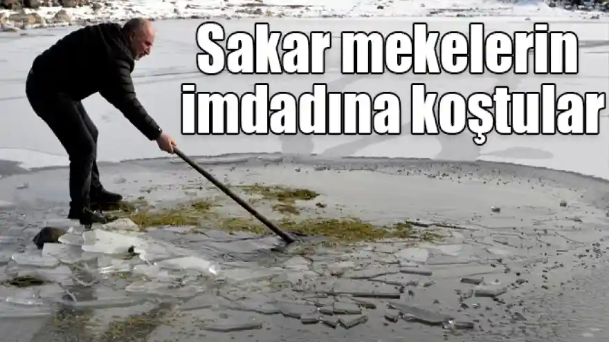 Donan Çıldır Gölü'nü terk etmeyen sakar mekelerin imdadına koştular