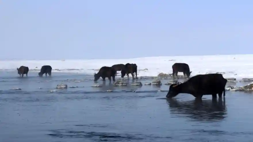 Eksi 20 derecede mandaların suda yeşil ot ziyafeti
