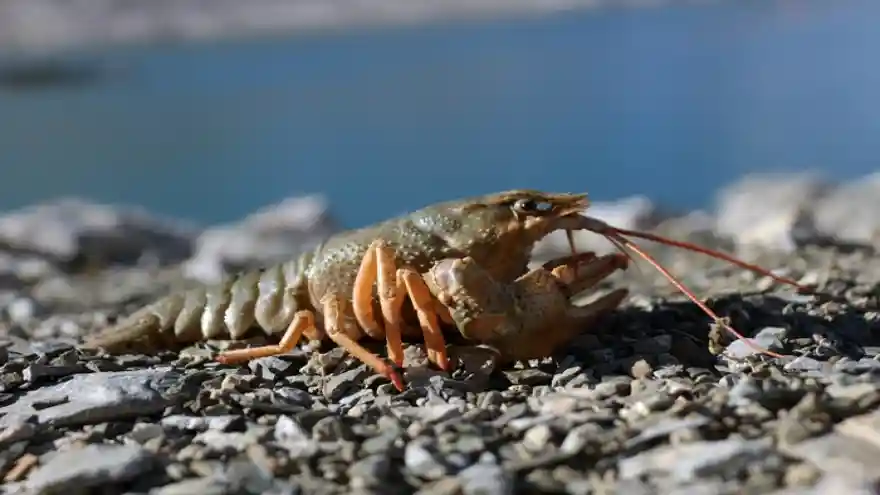 Van Balığı’nın çilesi bitmiyor!  