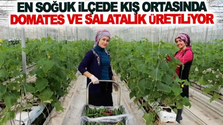 En soğuk ilçede kış ortasında domates ve salatalık üretiliyor