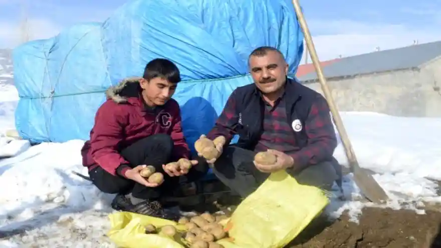 Ağrı'da Patatesler Toprağa Gömülüyor 