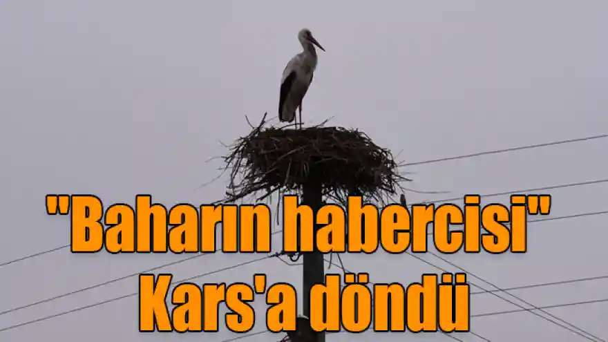"Baharın habercisi" leylekler Kars'a döndü