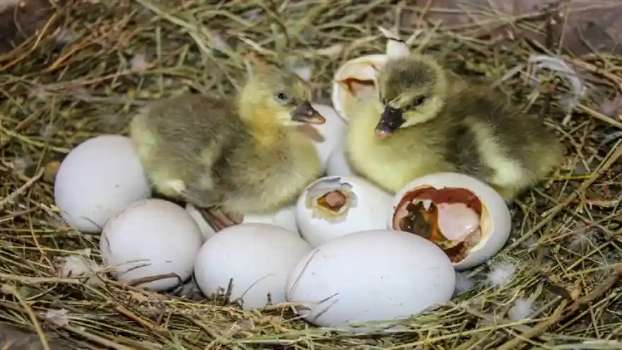 Kaz yavrularının yumurtadan çıkma anı görüntülendi