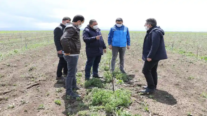 Ağrı Tarım ve Orman İl Müdürü Engin: "Çiftçilerin meyveciliğe ilgisi artıyor"