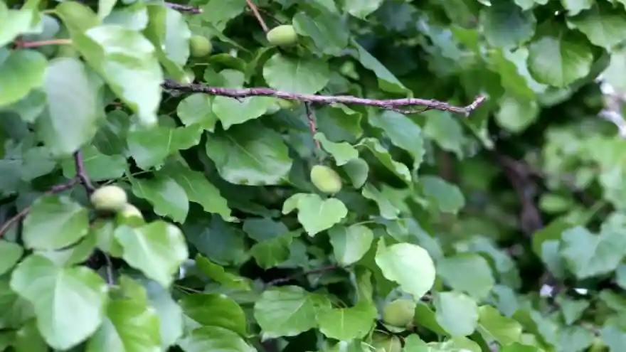 Iğdır'daki yağışlar yetkilileri alarma geçirdi