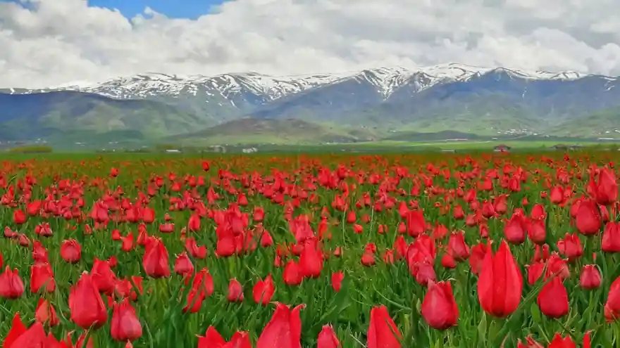 Muş Ovası'nı kırmızıya bürüyen laleler kartpostallık görüntüler oluşturdu