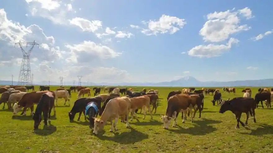 Çiftçilik ve hayvancılığın önemi, Coronavirus sürecinde çok daha iyi anlaşıldı