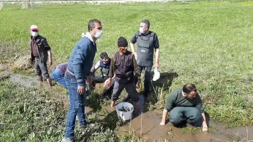 Ölmek üzere olan 3 ton balığı kovalarla taşıdılar