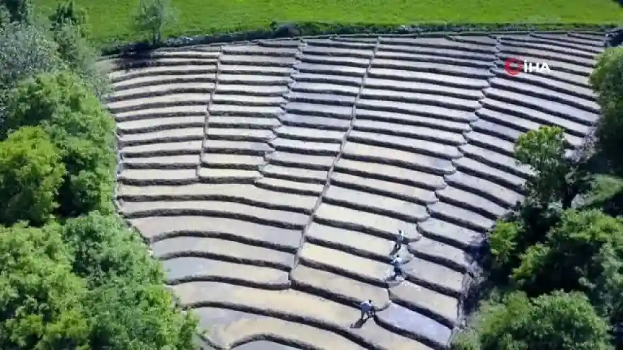 Doğal yöntemlerle bir asırdır çeltik ekiyorlar