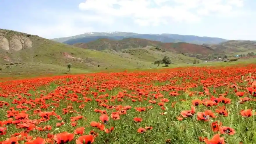 Oltu'da gelincikler ovayı kırmızıya boyadı