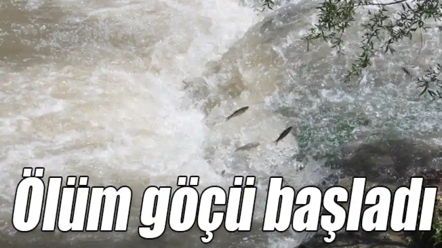 Kars'ta, tatlı su kefalleri yumurtalarını bırakmak için ölüm göçüne başladı.