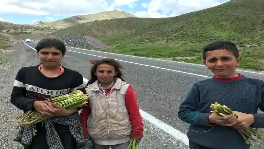 Çocuklar 8 saat yürüyerek topladıkları ışkın bitkisini satıyorlar