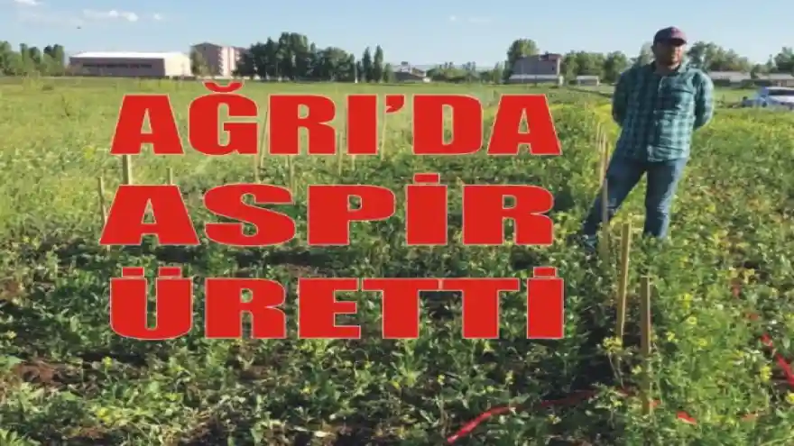 AĞRI'DA ASPİR ÜRÜNÜNÜ YETİŞTİRDİ