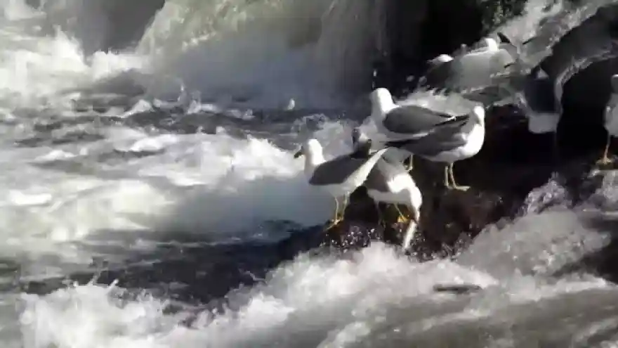 İnci kefalinin görsel şöleni bitti