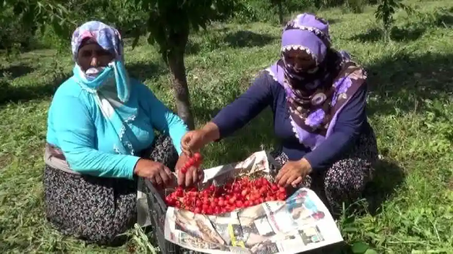 72 yaşındaki Saliha Nine devlet desteğiyle kiraz bahçesi kurdu