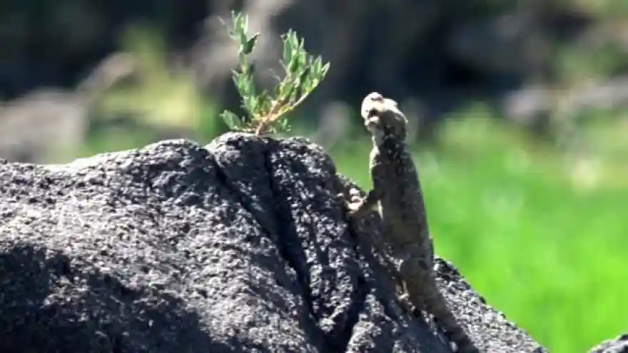 IĞDIR En zor görülen sürüngen 'Kafkas Keleri' Iğdır'da ortaya çıktı