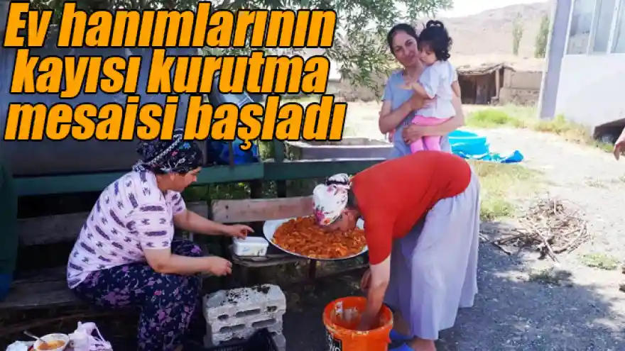Ev hanımlarının kayısı kurutma mesaisi başladı