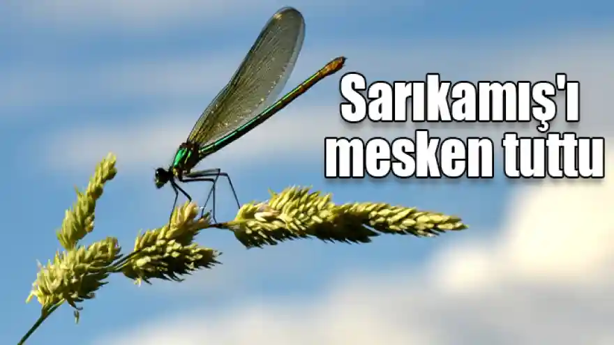 Yusufçuklar Sarıkamış'ı mesken tuttu