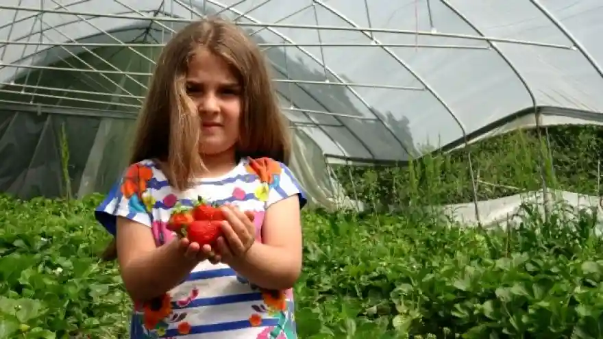 Bahçesaray'da 'çilek' mevsimi