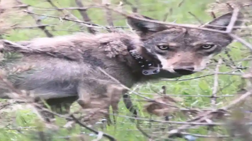 Öğretim Görevlisi Çoban’ın Yaban Hayatı Takip Projesiyle Sarıkamış Ormanlarındaki Kurtlar İzleniyor