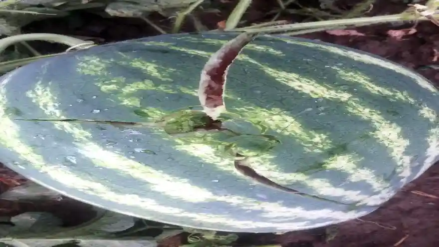 Iğdır'da karpuz çatlatan dolu