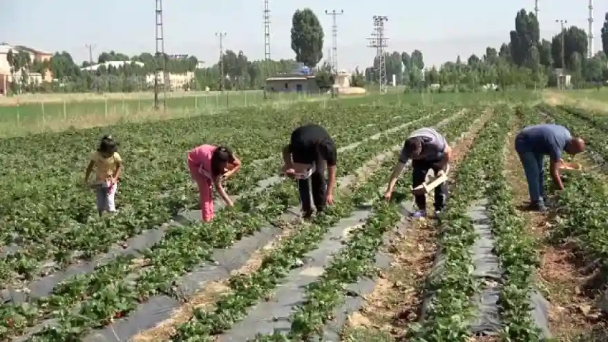 Muş'ta devlet destekli çilek bahçelerinde hasat zamanı