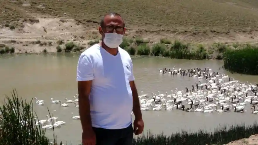 Fransa'dan yumurta getirtip memleketi Van'da kaz yetiştiriciliğine başladı, şimdi siparişlere yetişe